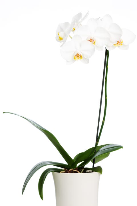 育てやすくて見た目もかわいい キッチンにおすすめの観葉植物 14 Elle Gourmet エル グルメ 育てやすくて見た目もかわいい キッチンにおすすめの観葉植物 14 Elle Gourmet エル グルメ