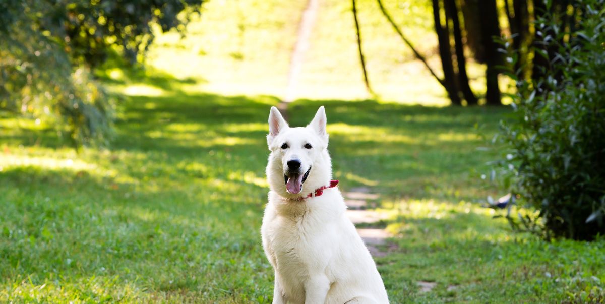 Premium White Swiss Shepherd Dogs Are Being Sold Off As Cheaper German ...