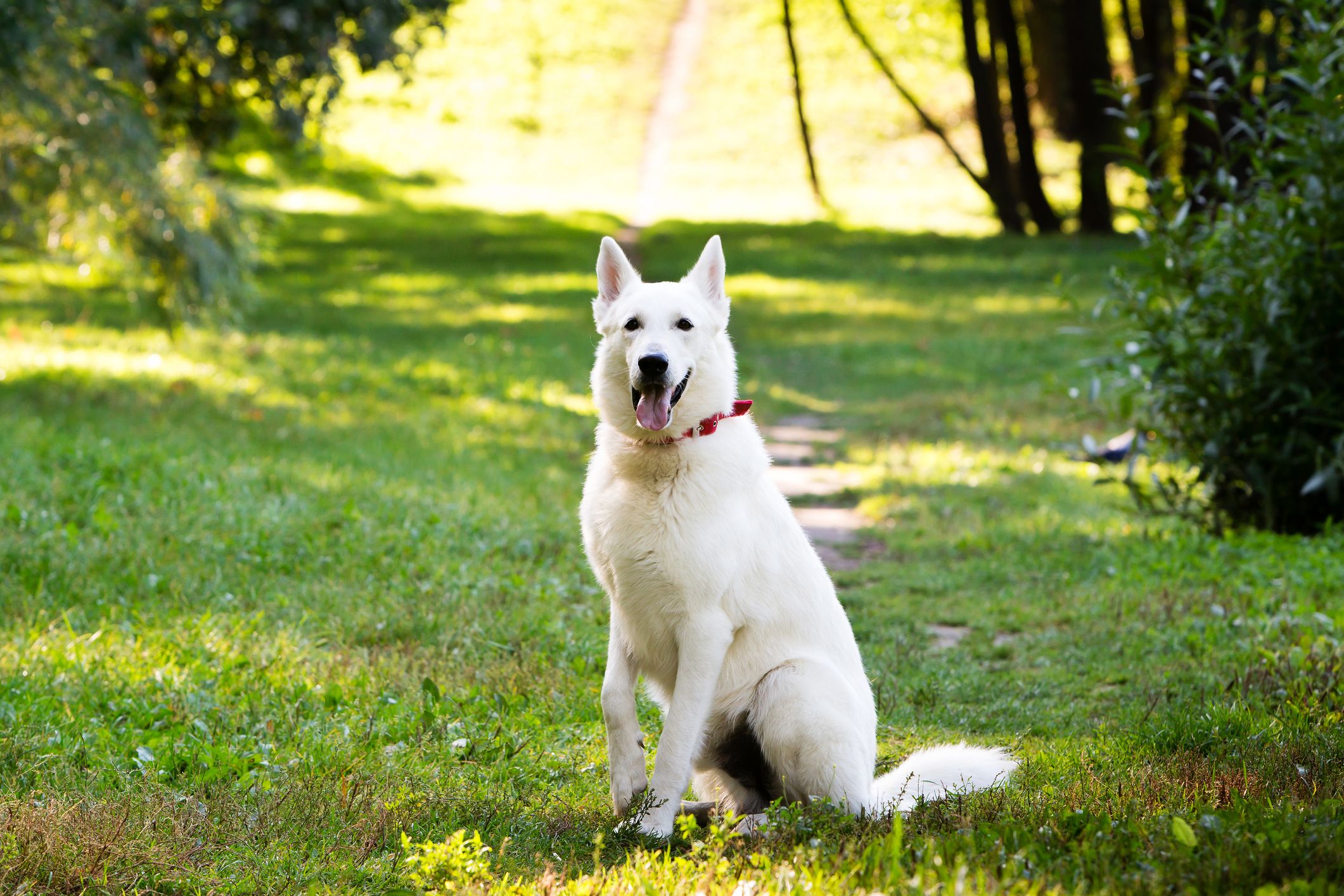 Premium White Swiss Shepherd Dogs Are Being Sold Off As Cheaper German Shepherd Puppies