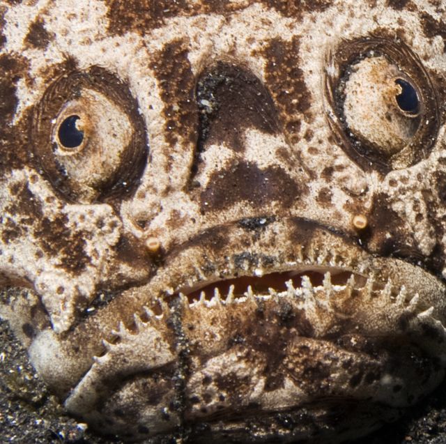 50 Weirdest Deep Sea Creatures Rare Deep Sea Animals