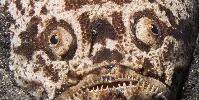 Weird Sea Animals Deep Sea Creatures
