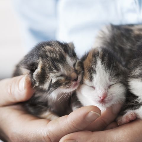 Why Cats Are Best Pets - Adorable, Cute