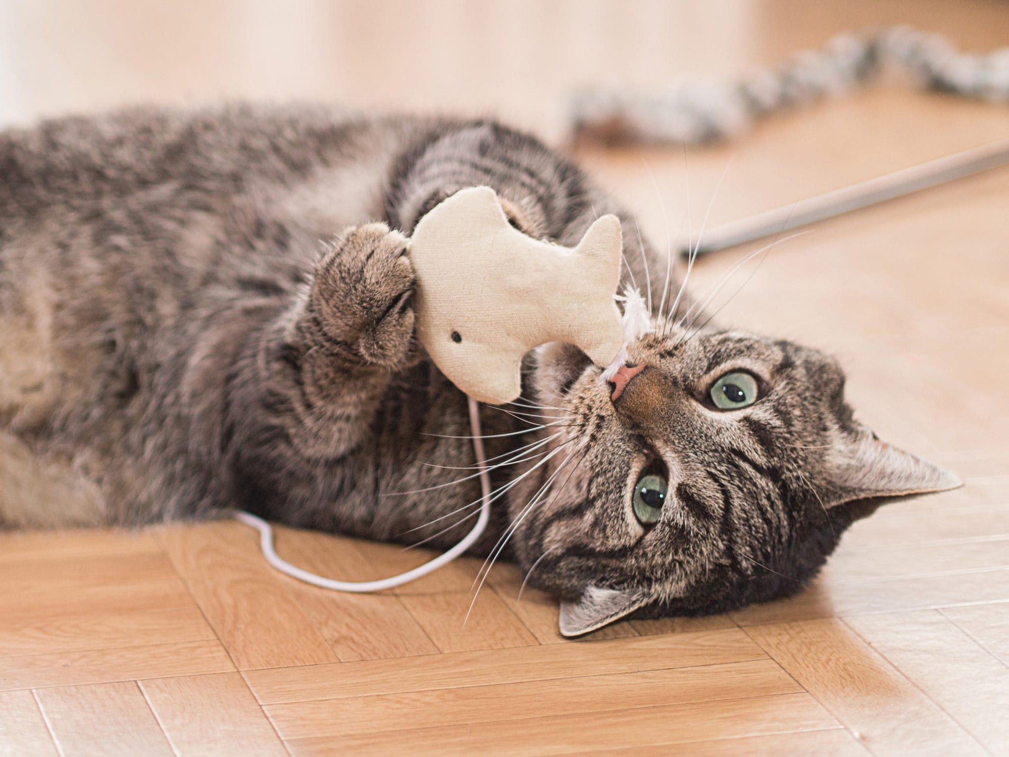 are cats hearing better than dogs