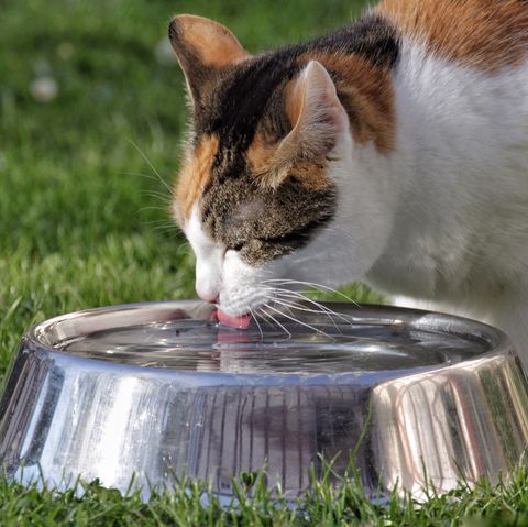 Why Cats Are Best Pets - Drinking Water Technique
