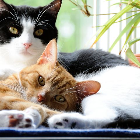 Why Cats Are Best Pets - Good for Health