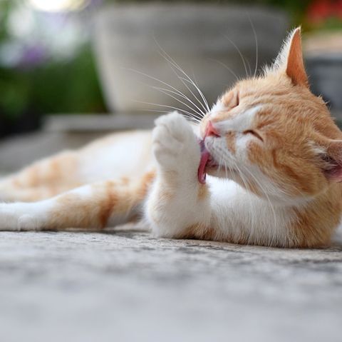 Why Cats Are Best Pets - Grooming