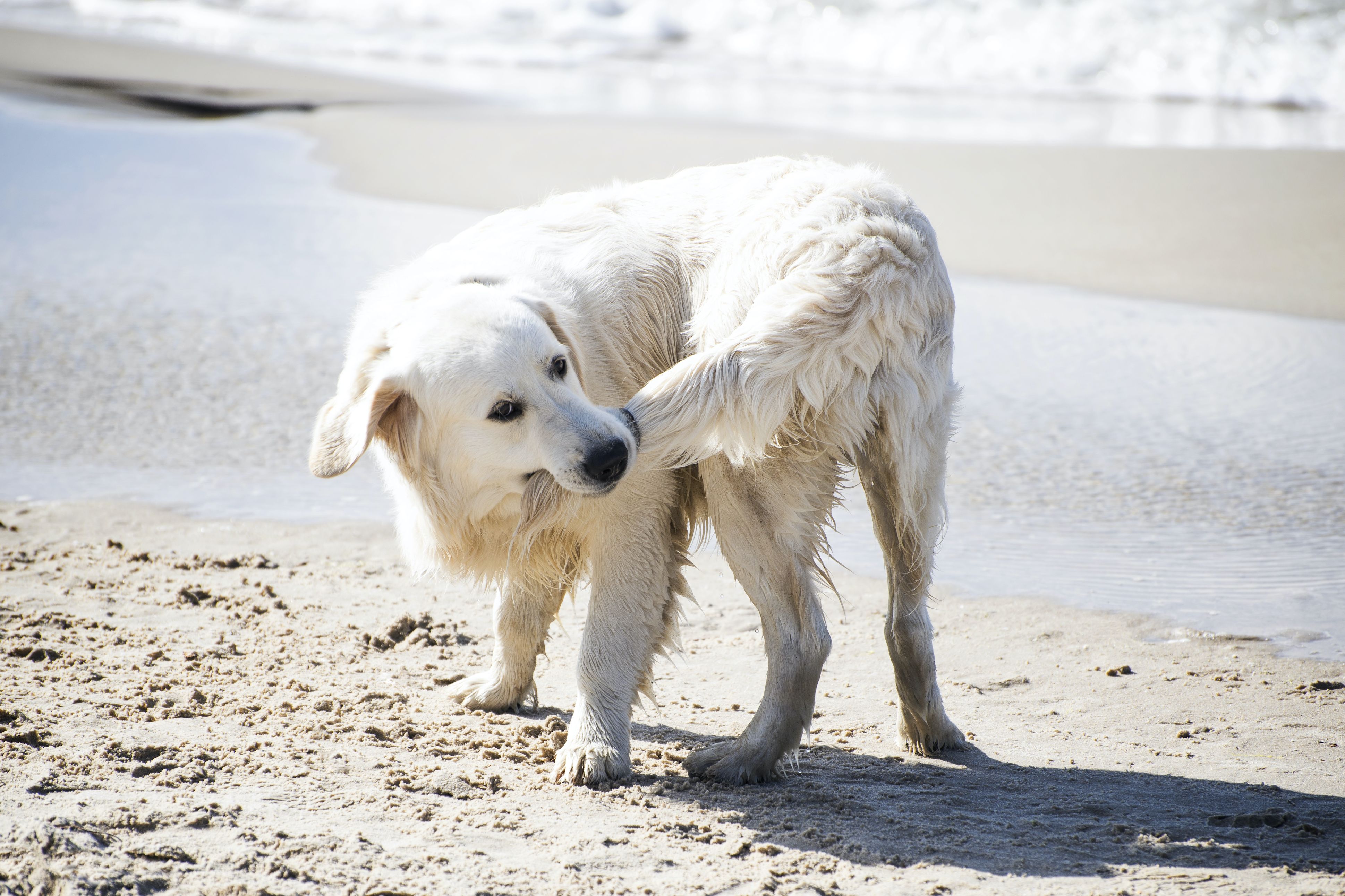 why does a dog have a tail