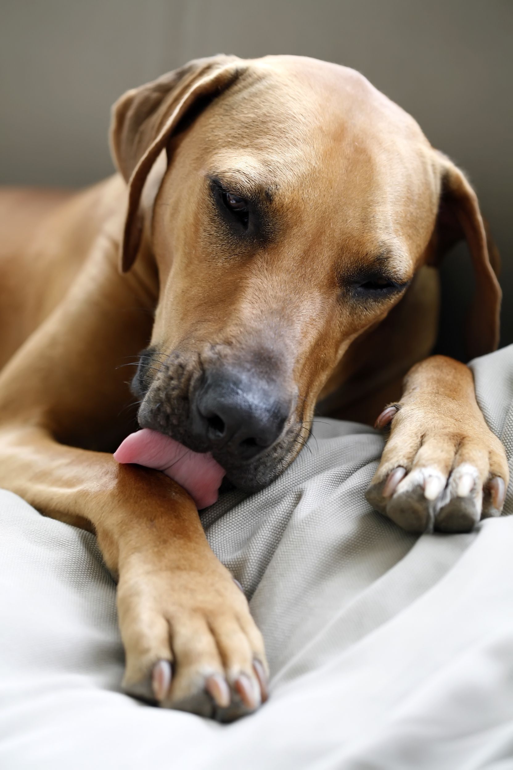what does it mean when a dog is constantly licking his lips