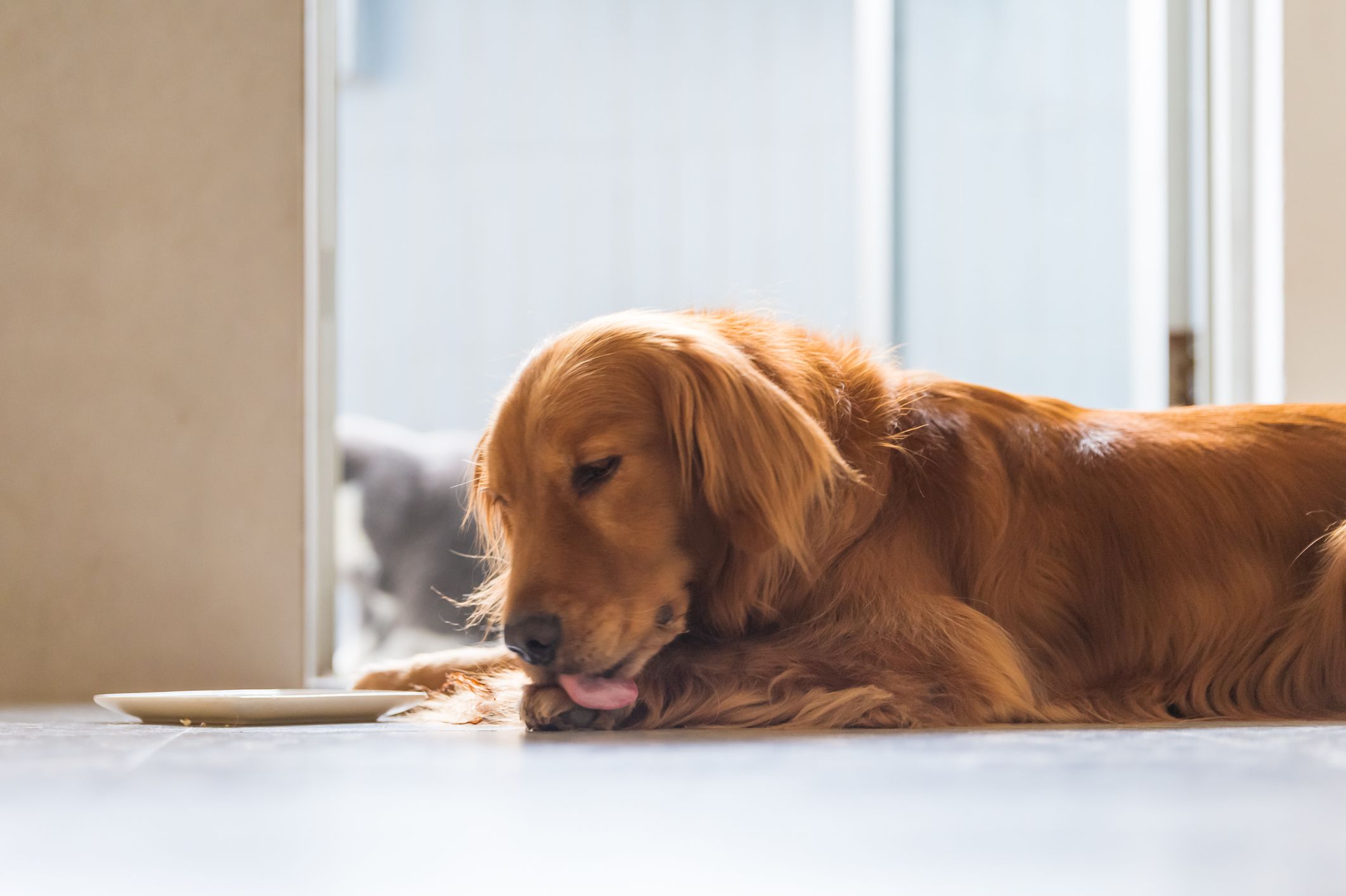 Dog licks her paws after eating