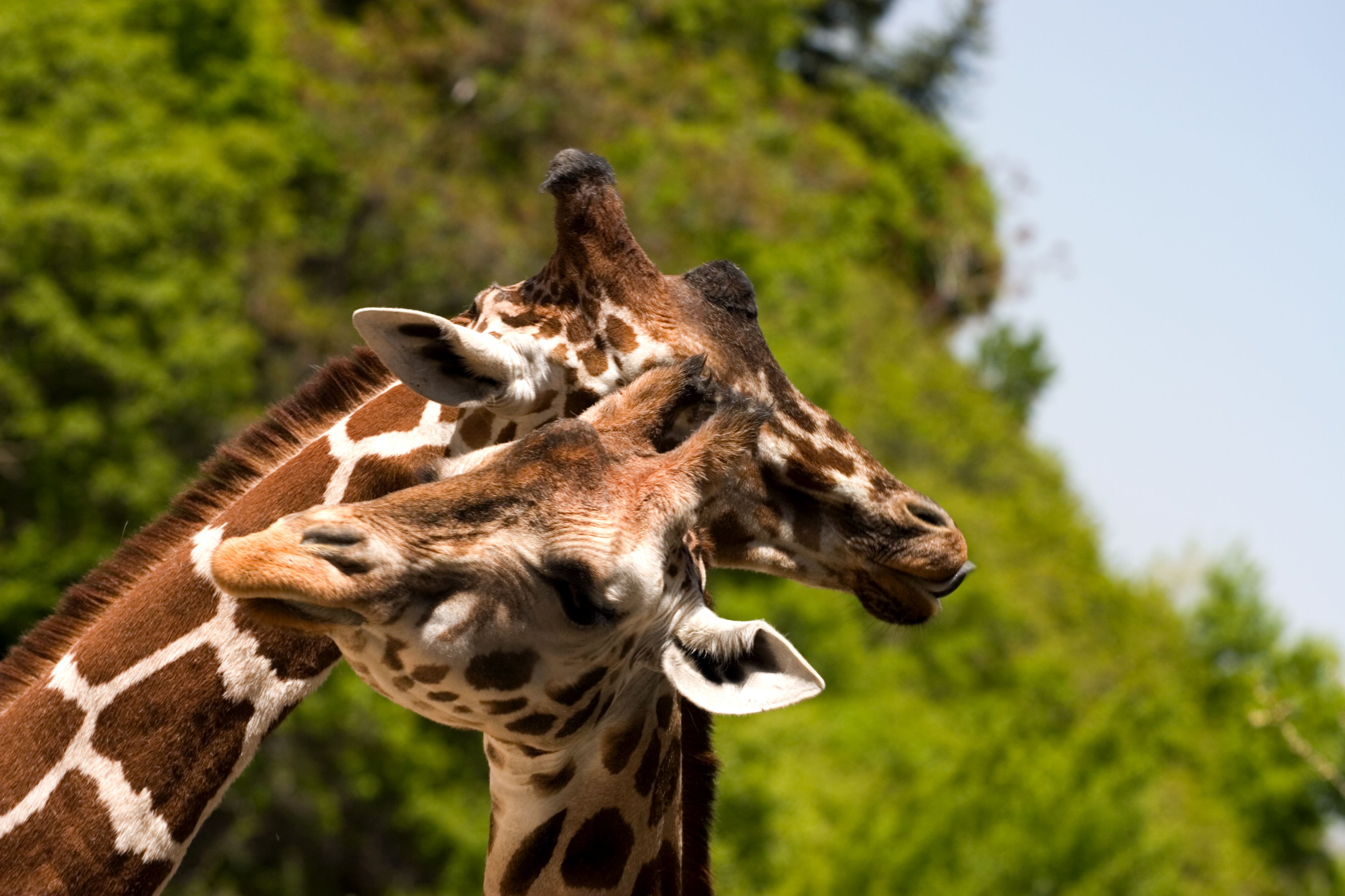 Here's why everyone on the internet is talking about gay giraffes Here's why everyone on the internet is talking about gay giraffes