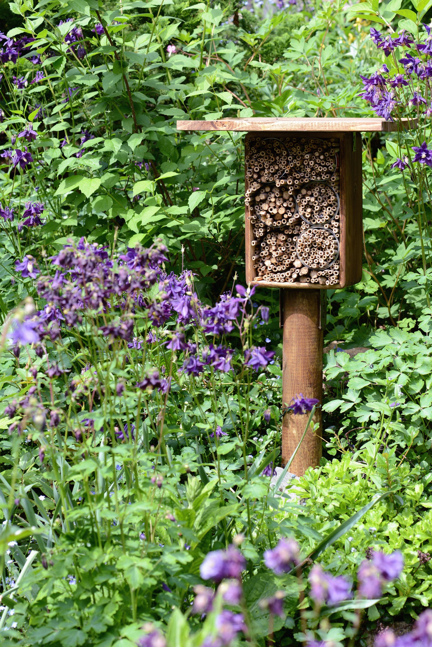 Mason Bees, Far from Destructive, Are Great for a Garden