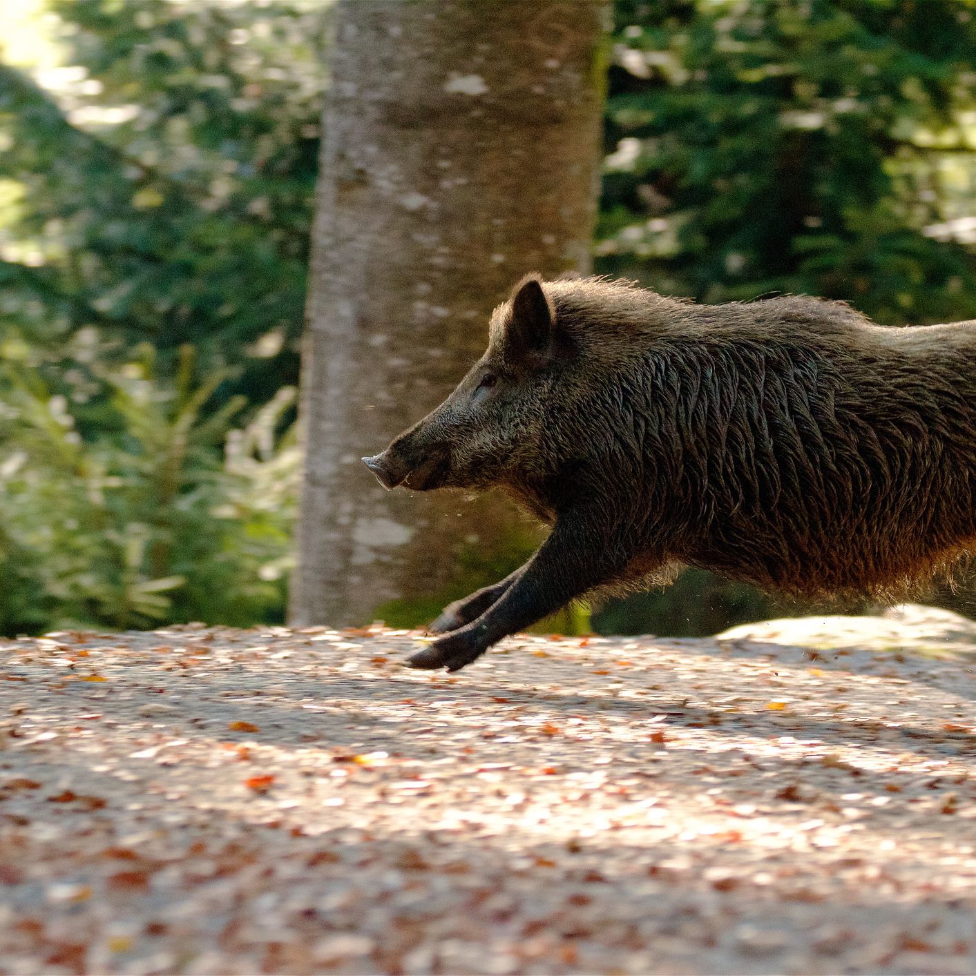 From Hog to Hog Wild: How a 'Stealth Gene' Transforms Pigs Into Wild Boars