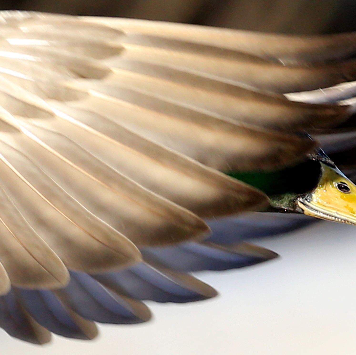 Duck Feathers—Yes, Really—Could Inspire Better Cargo Ships