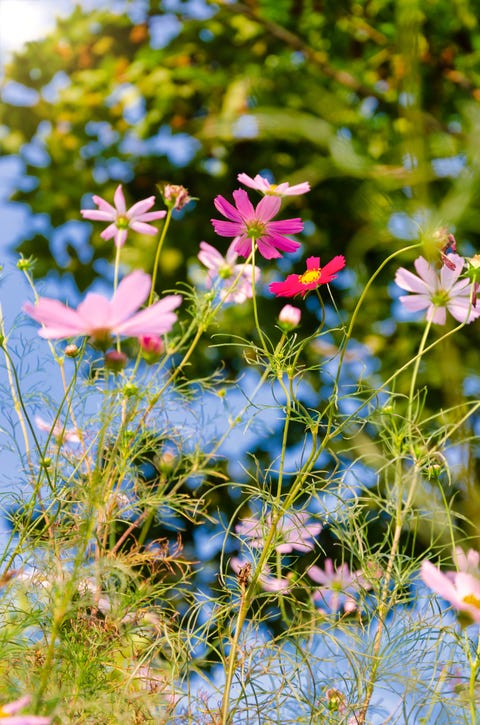 Sowing Wildflower Seeds To Create A Wildflower Garden How To Guide