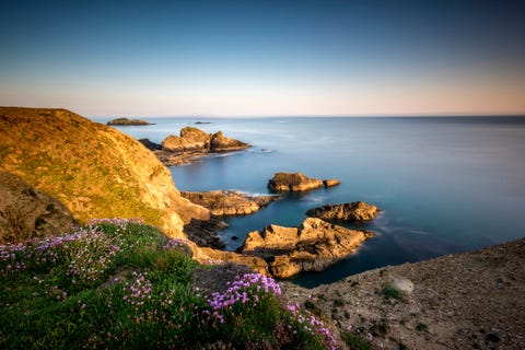 Wild flowers on the cliffs of the Pembrokeshire coast path at Nine Wells near St Davids, Wales