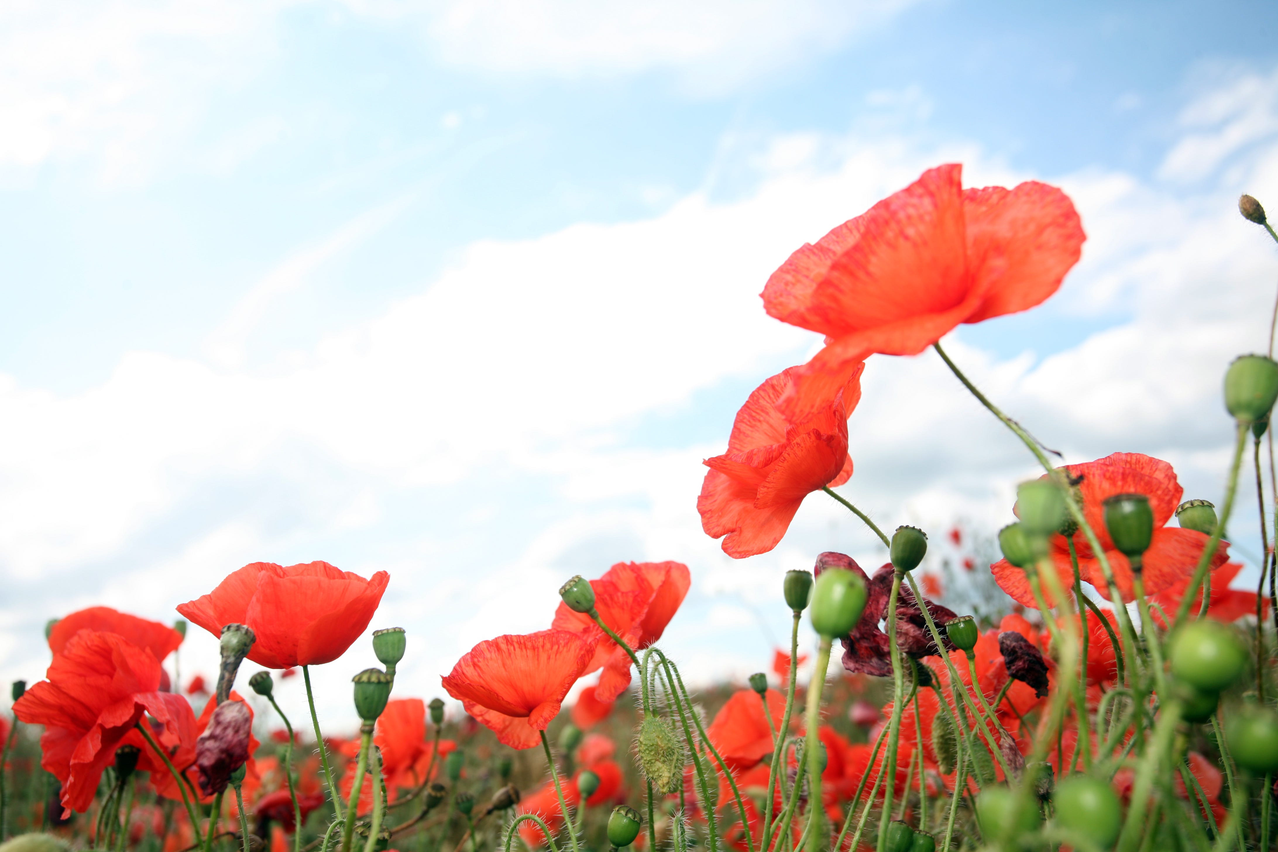 The Story Behind the Red Poppy You Saw This Memorial Day