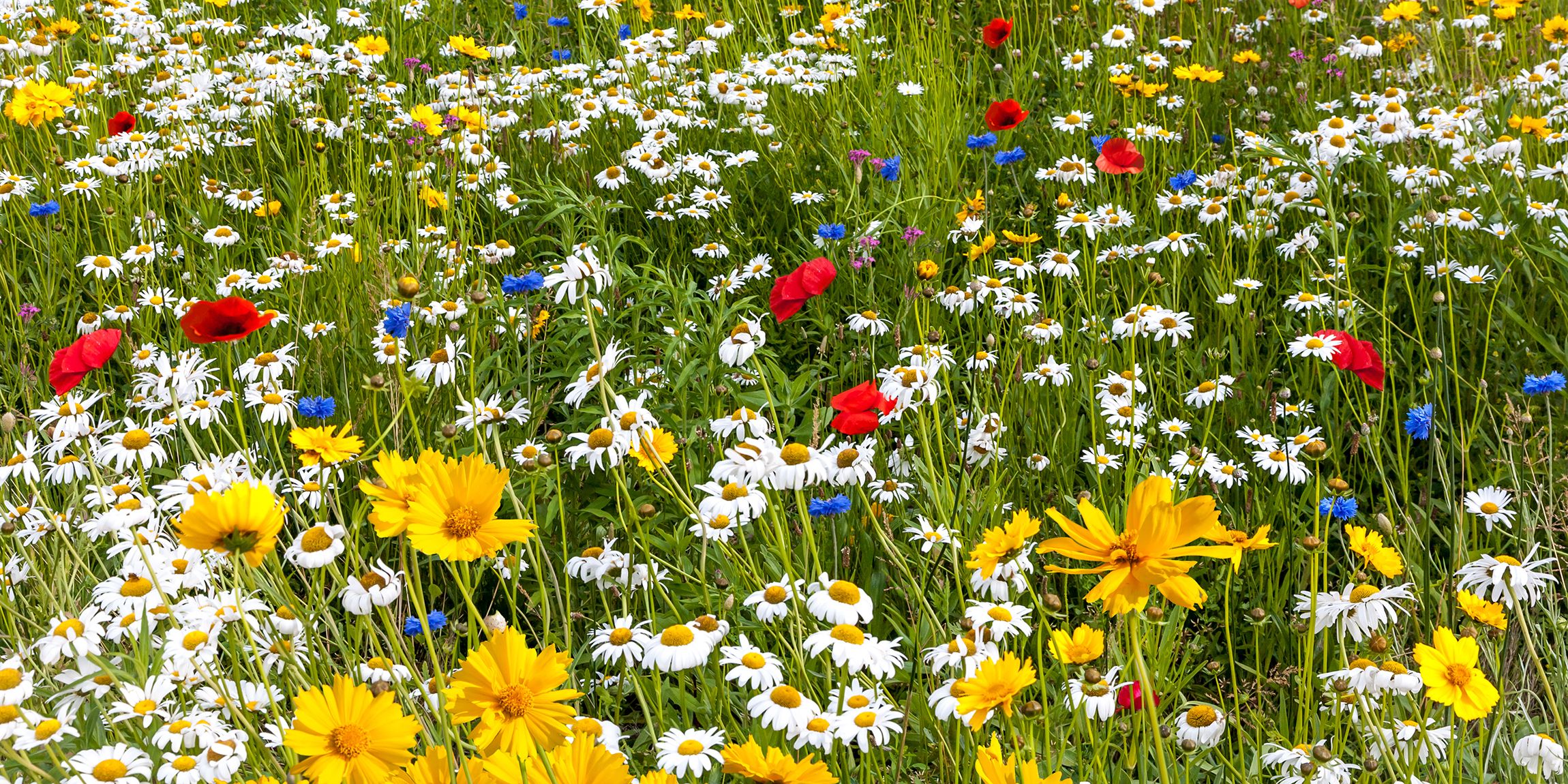 Download How Wildflowers Can Reduce Pesticide Use Wildflowers Pest Control