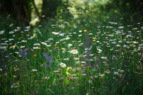 wild flowers blumenwiese