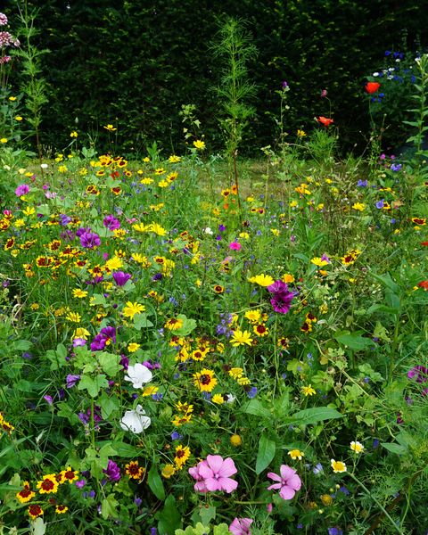 beautiful wild flowers on a green meadow