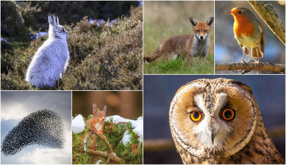 8 native British winter animals to look out for the colder months