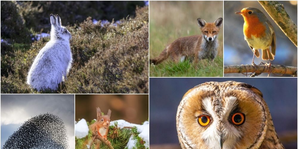 8 native British winter animals to look out for the colder months