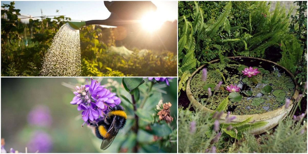 4 tips on how to care for your garden wildlife during a heatwave