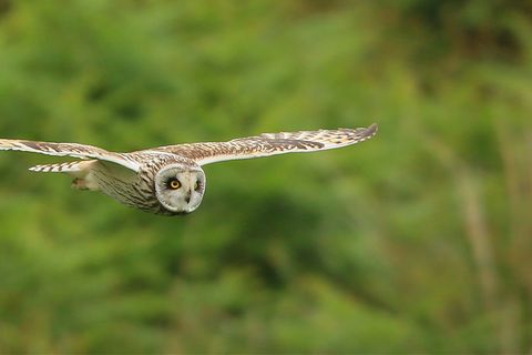 owl gliding through the air
