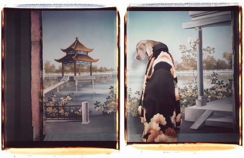 William Wegman, Madame Butterﬂy, foto, cani, modelli, kimono