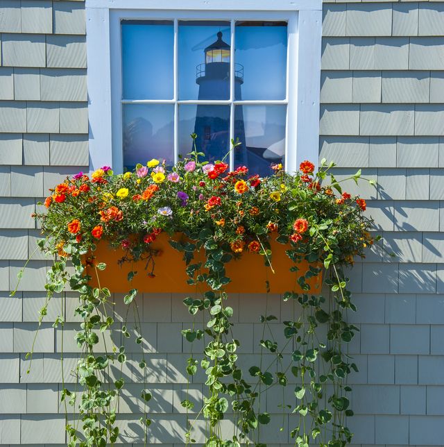 Window Boxes Best Flowers Plants Care Tips And Styling Ideas