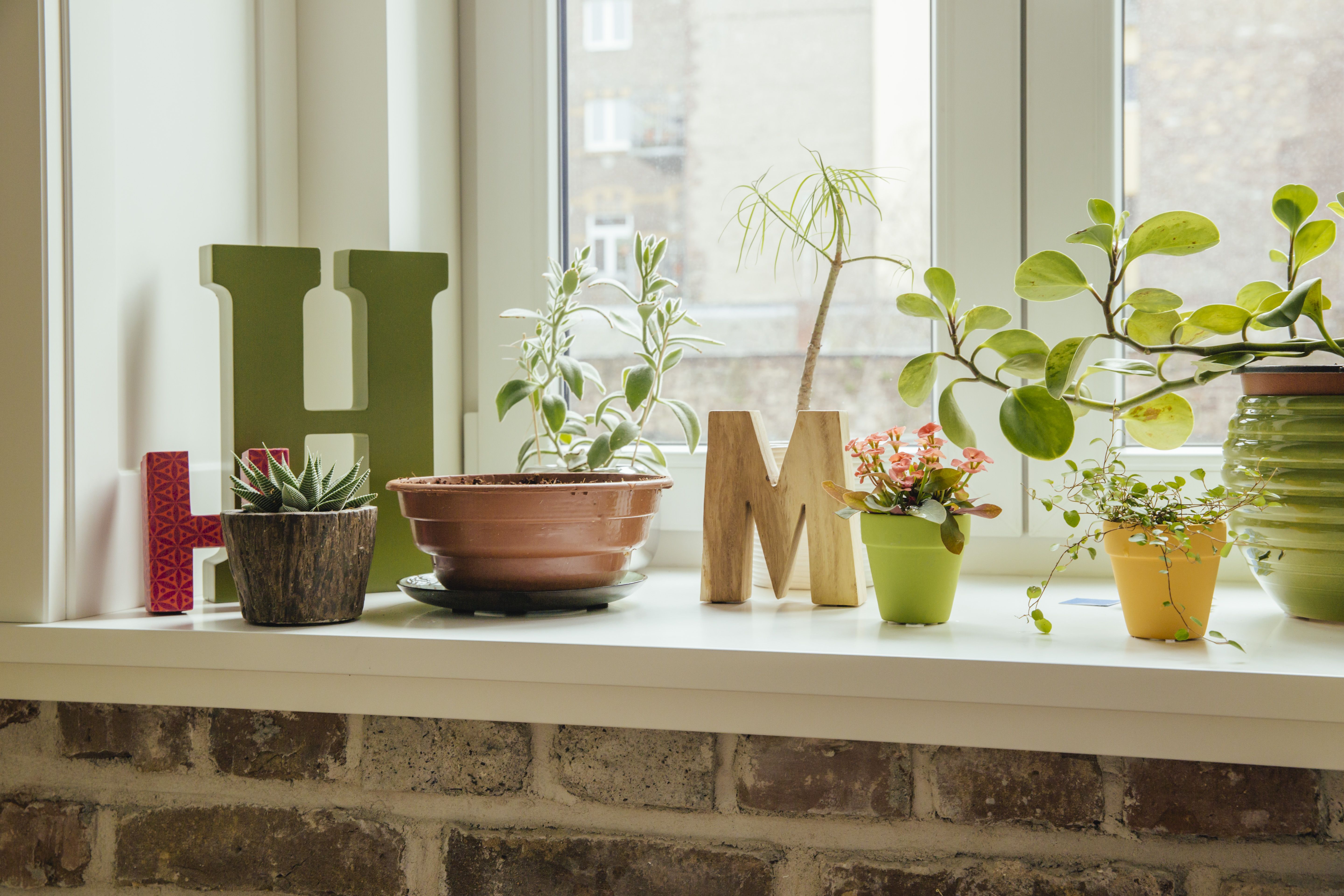 Plants for Indoor Window Sills - Back Gardener