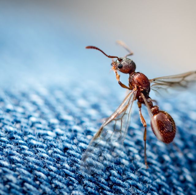 How To Get Rid Of Flying Ants In Your Home According To Pros