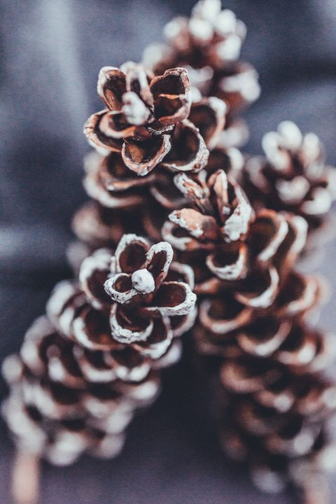 winter decoration pinecones background