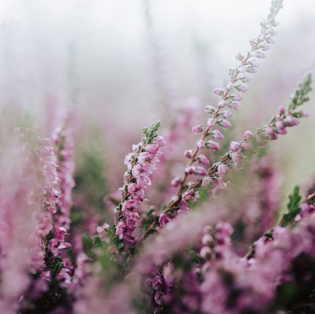 weather conditions set to ignite explosion of colour in uk gardens