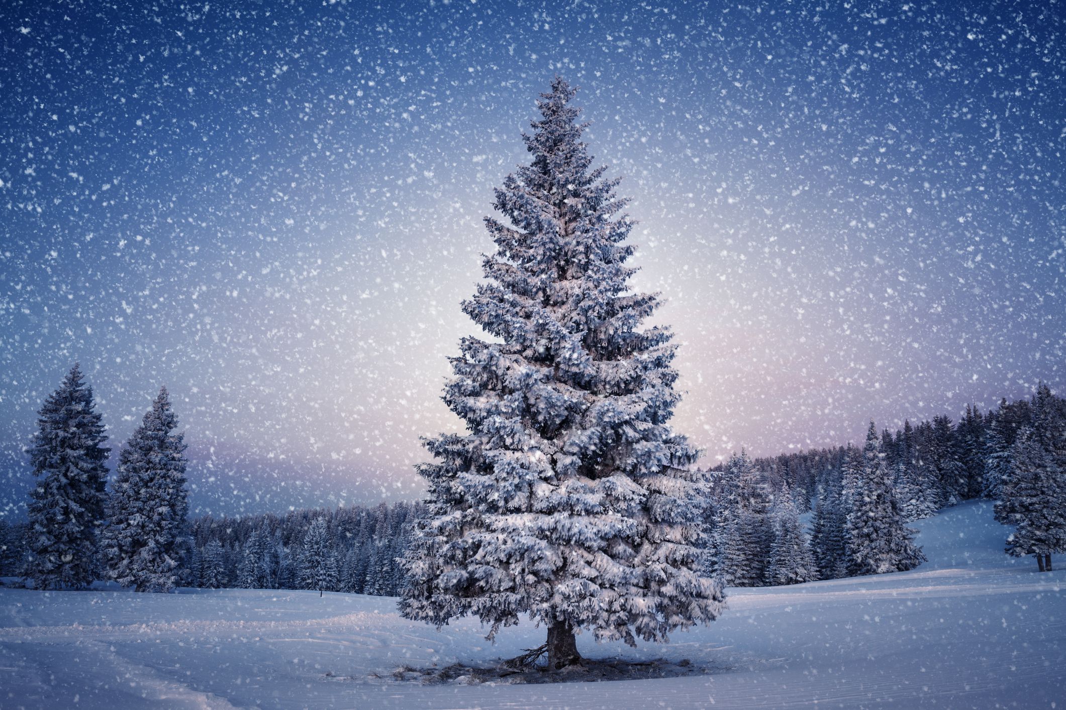 Tweet Garantie aankomen Wanneer was ook alweer de laatste witte kerst in Nederland?