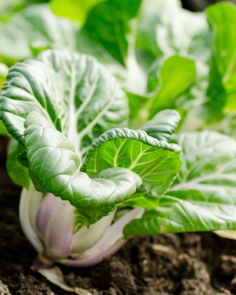chinese cabbage,bok choy or pak choi in a farm,organic vegetables