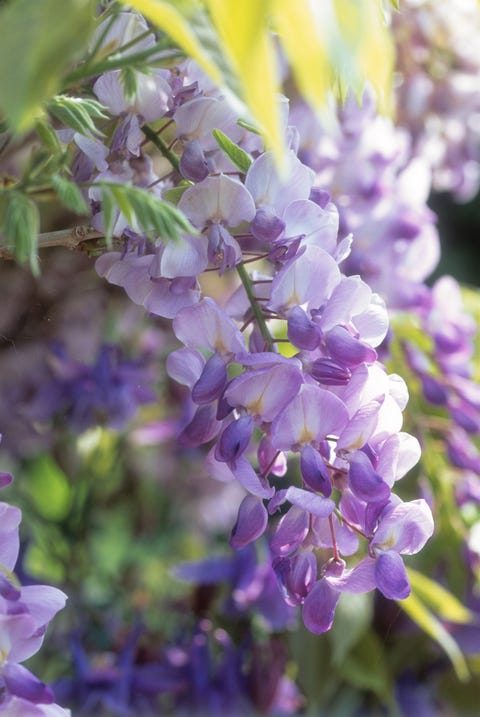 wisteria sinensis prolific close up of lilac flower, june