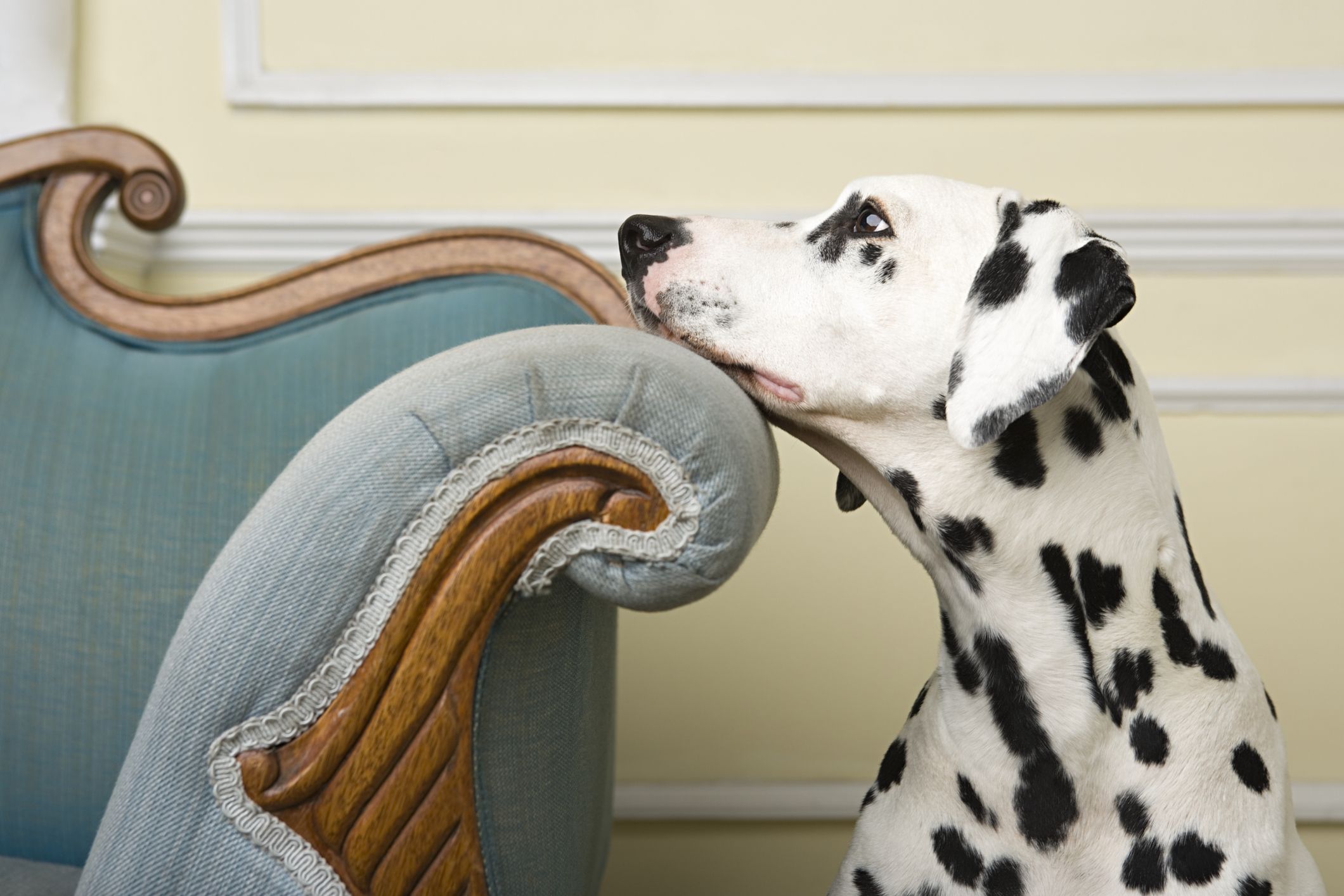 7 Best Pet Proof Furniture Fabrics, What Type Of Sofa Fabric Is Best For Dogs