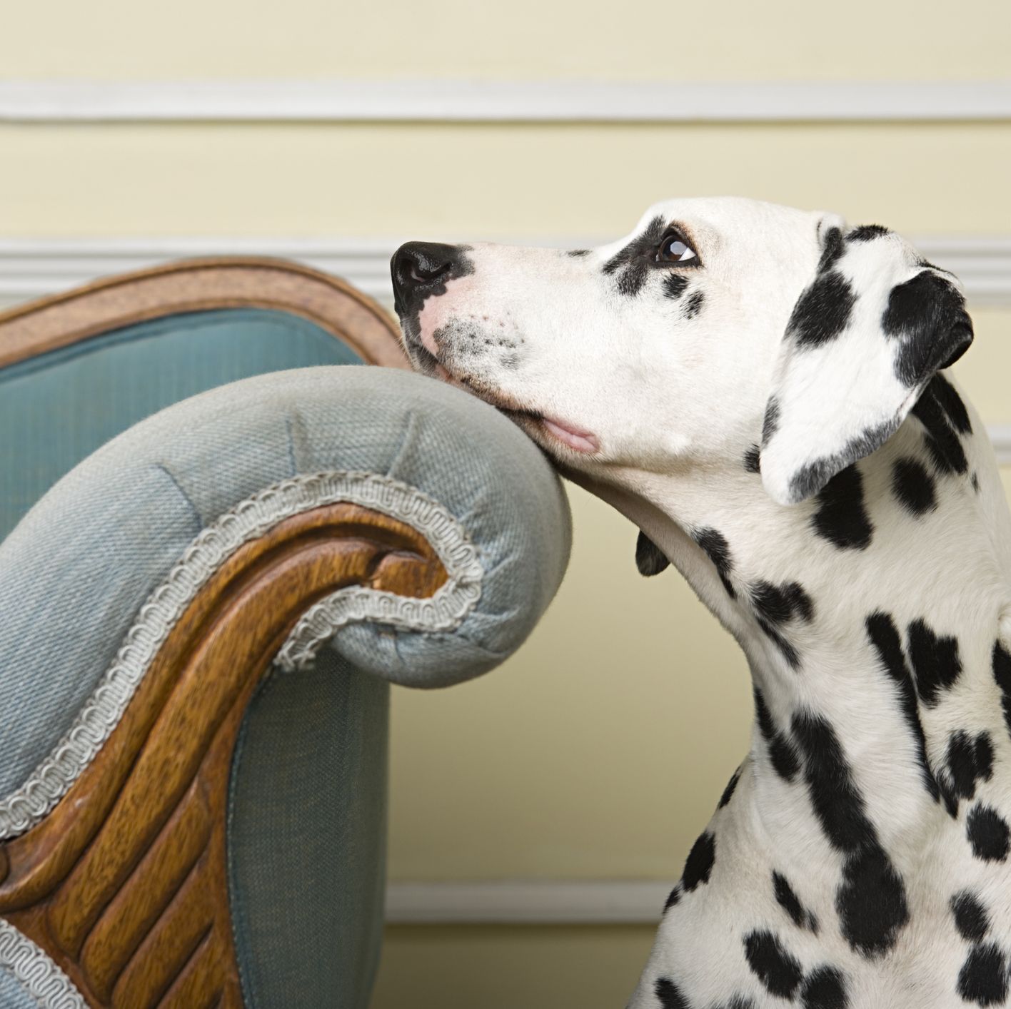 The Secret to Making Your Furniture Last When You Have Pets