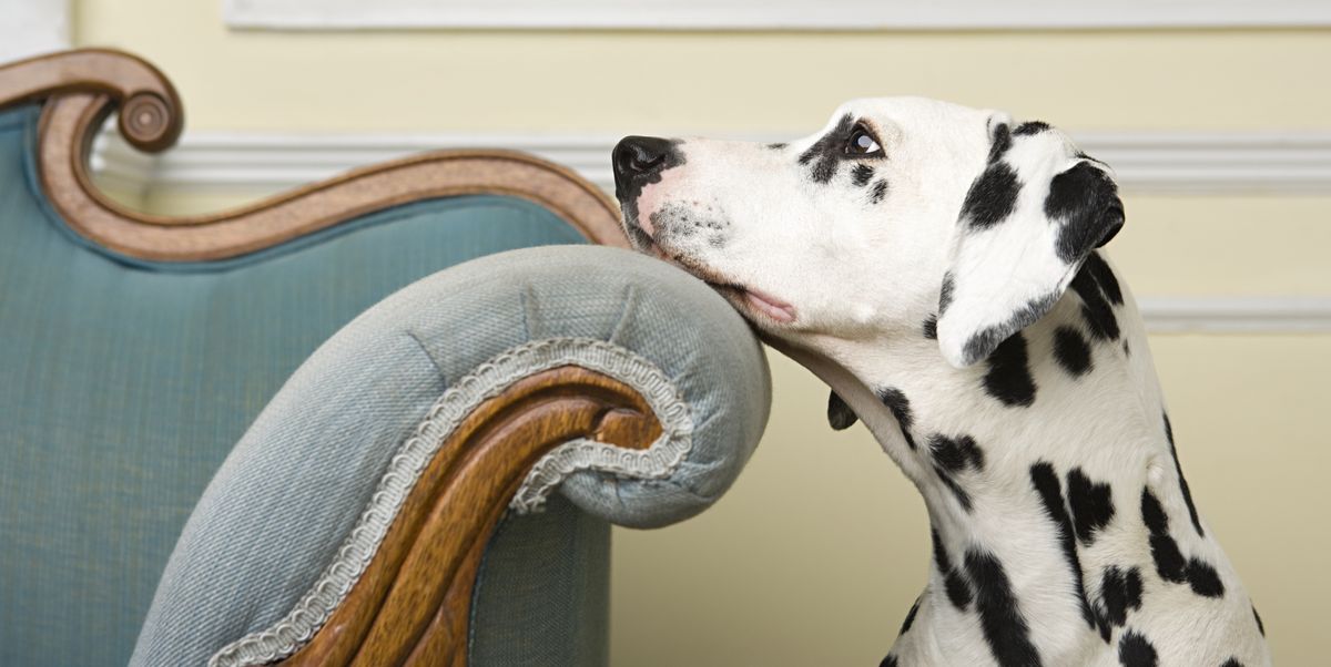 7 Best Pet Proof Furniture Fabrics, What Type Of Sofa Material Is Best For Dogs
