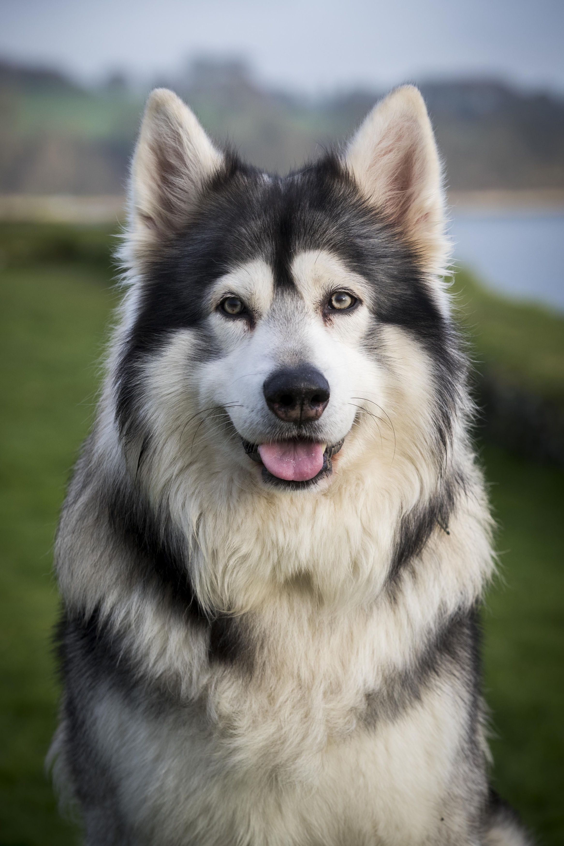 dog breeds similar to wolves