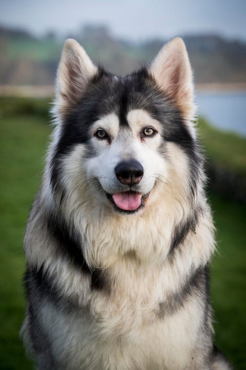 13 Wolf Dog Breeds: Siberian Husky, Northern Inuit Dog & More