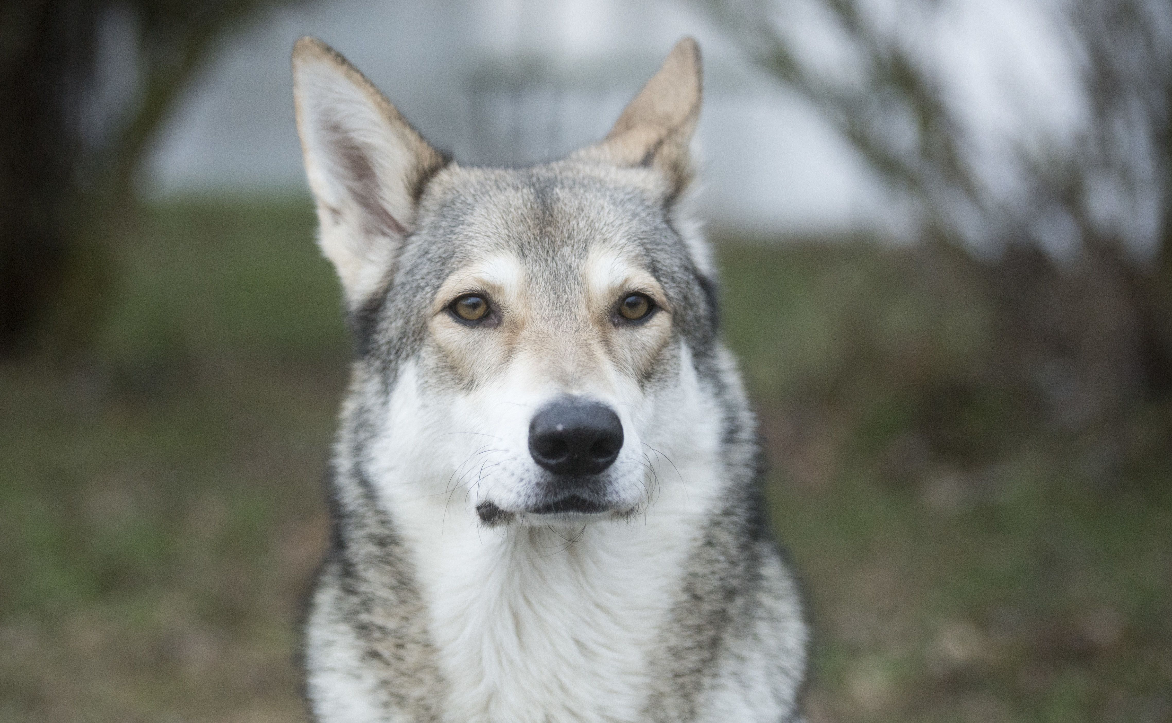 13 Wolf Dog Breeds Siberian Husky Northern Inuit Dog And More