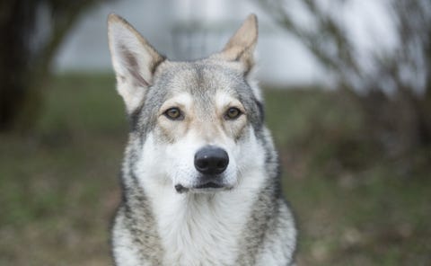 13 Wolf Dog Breeds: Siberian Husky, Northern Inuit Dog, and more