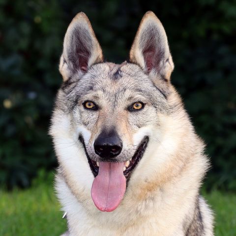 13 Wolf Dog Breeds: Siberian Husky, Northern Inuit Dog, and more