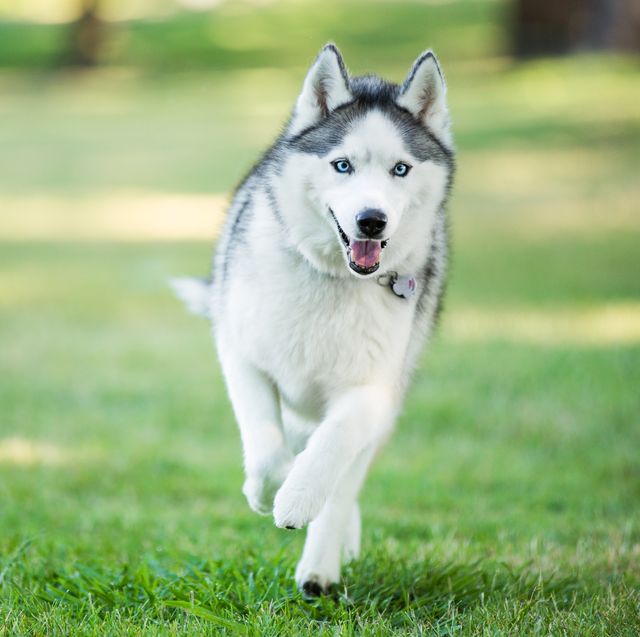 wolf dog breeds siberian husky running on grass