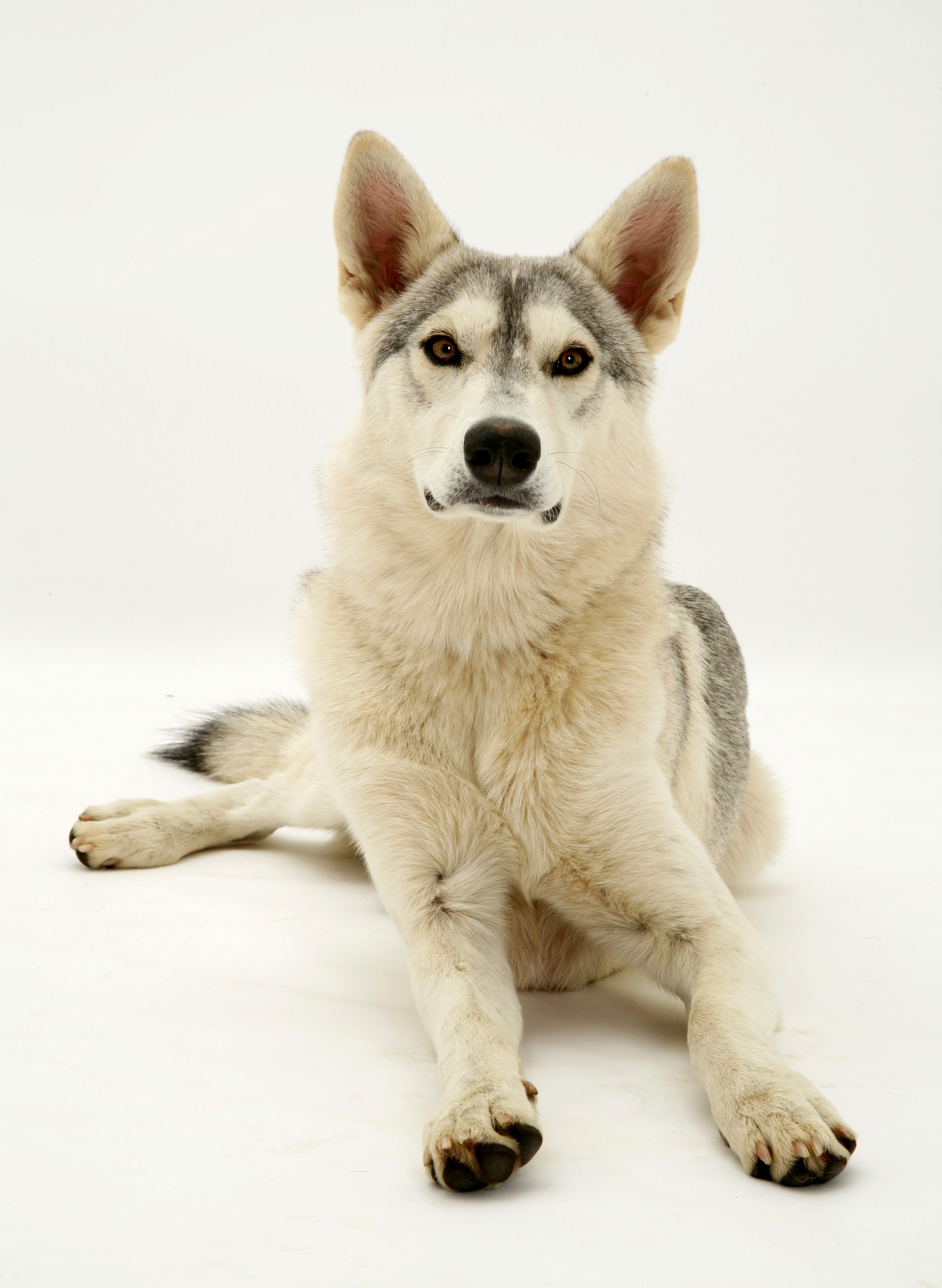 how are wolf dogs breed