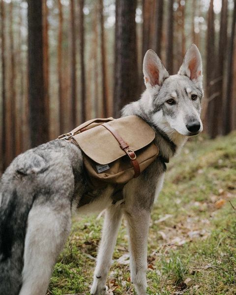 puppy wearing wolf republic ranger pack