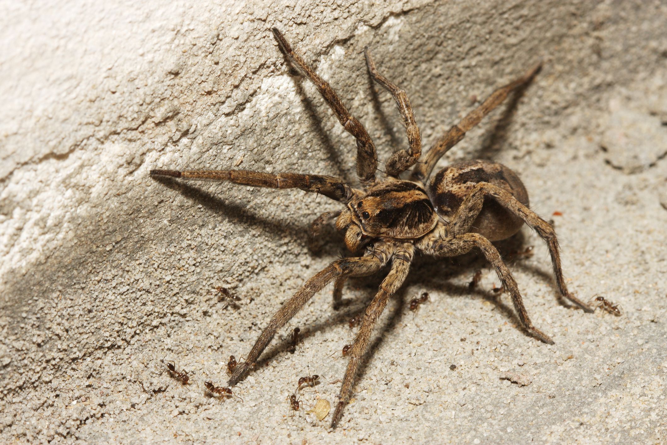 10 arañas comunes que hay en las casas y cuándo preocuparte