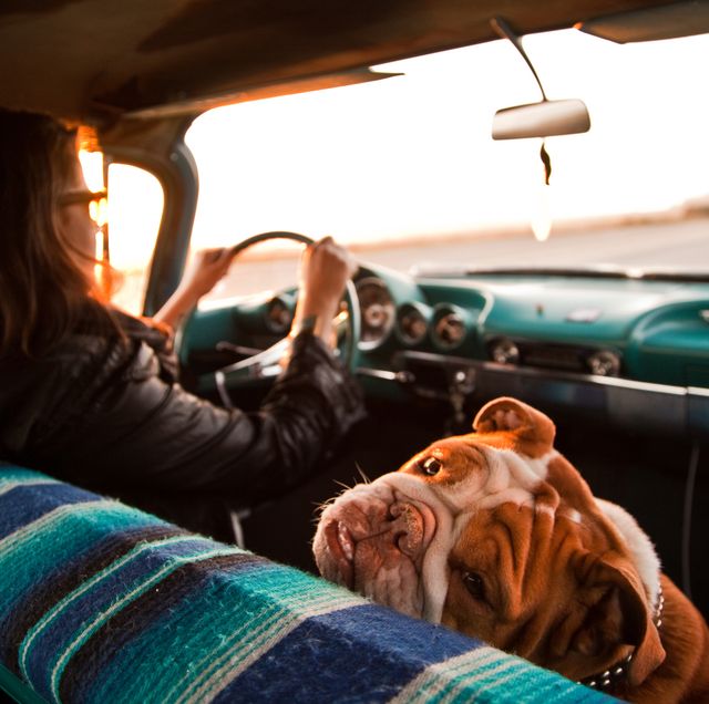 woman and english bulldog inside vintage car