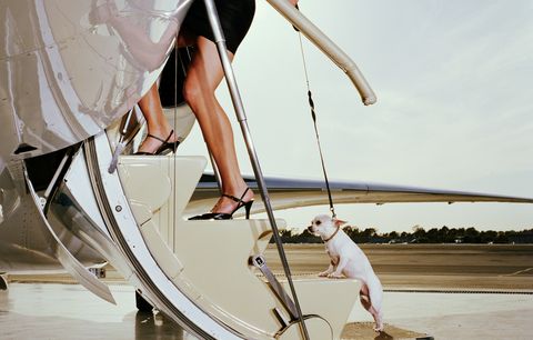 woman boarding steps of corporate jet, pulling chihuahua on leash